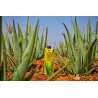 Forever Aloe Vera Gel™ Tripack 3 x 1 Liter